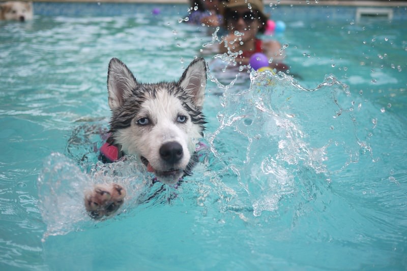 Young puppy swimming in a clear pool of water